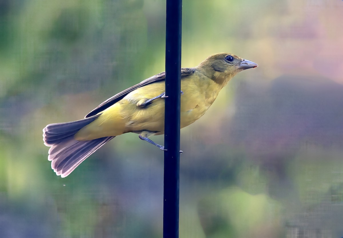 ニシフウキンチョウ - ML635547049