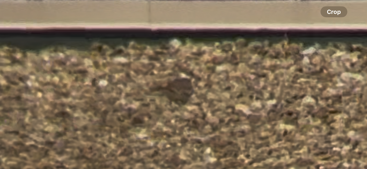 Killdeer - ML635547060