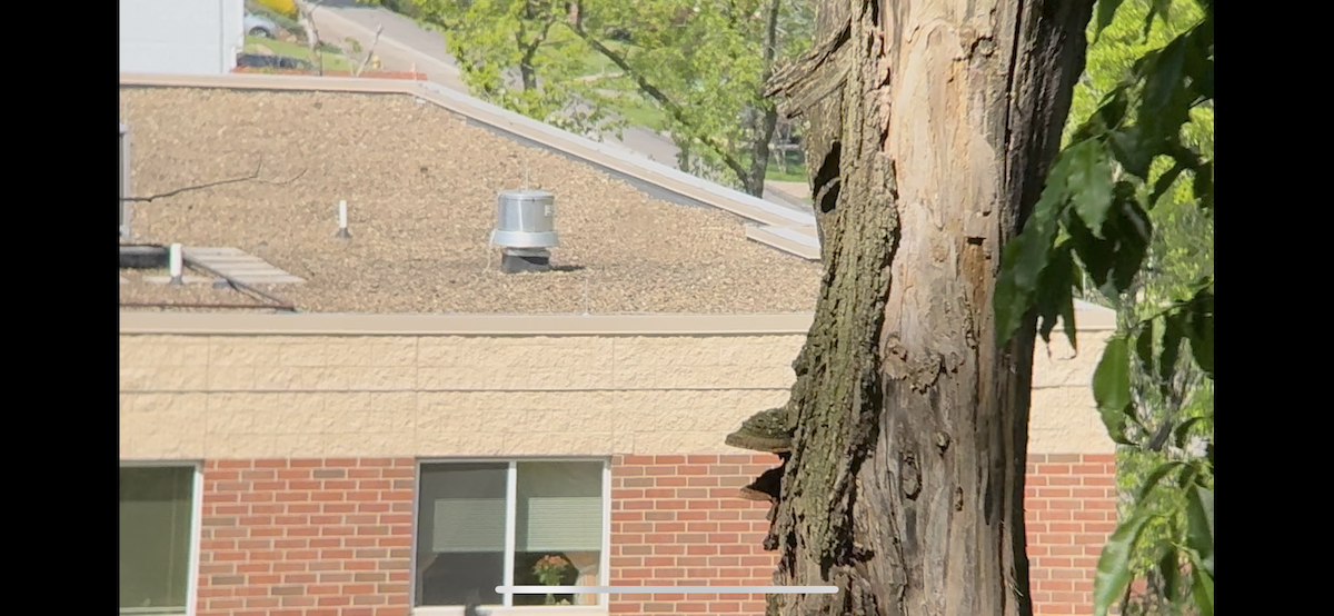 Killdeer - ML635547061