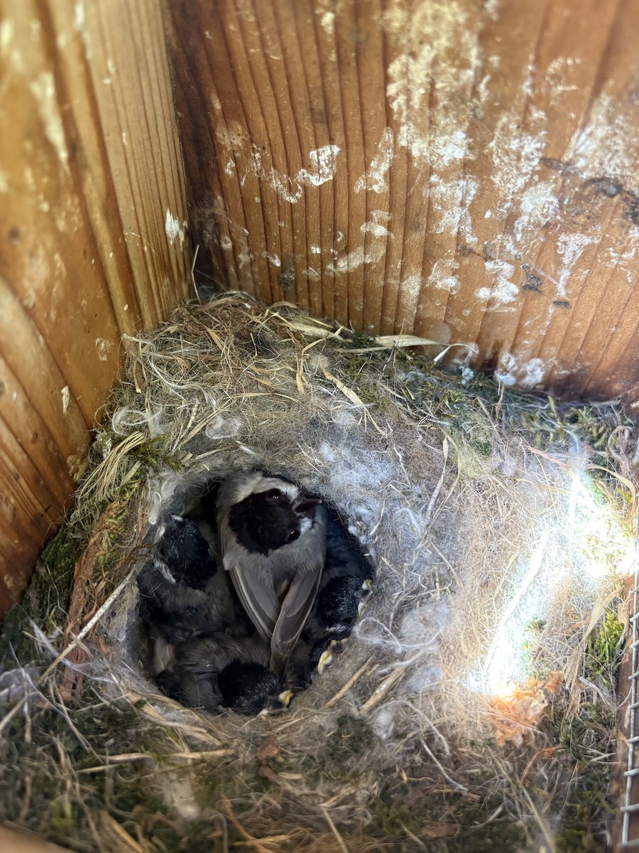 Carolina Chickadee - ML635547084