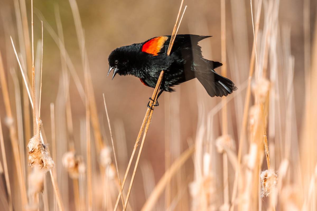 Al Kanatlı Karatavuk - ML635547116