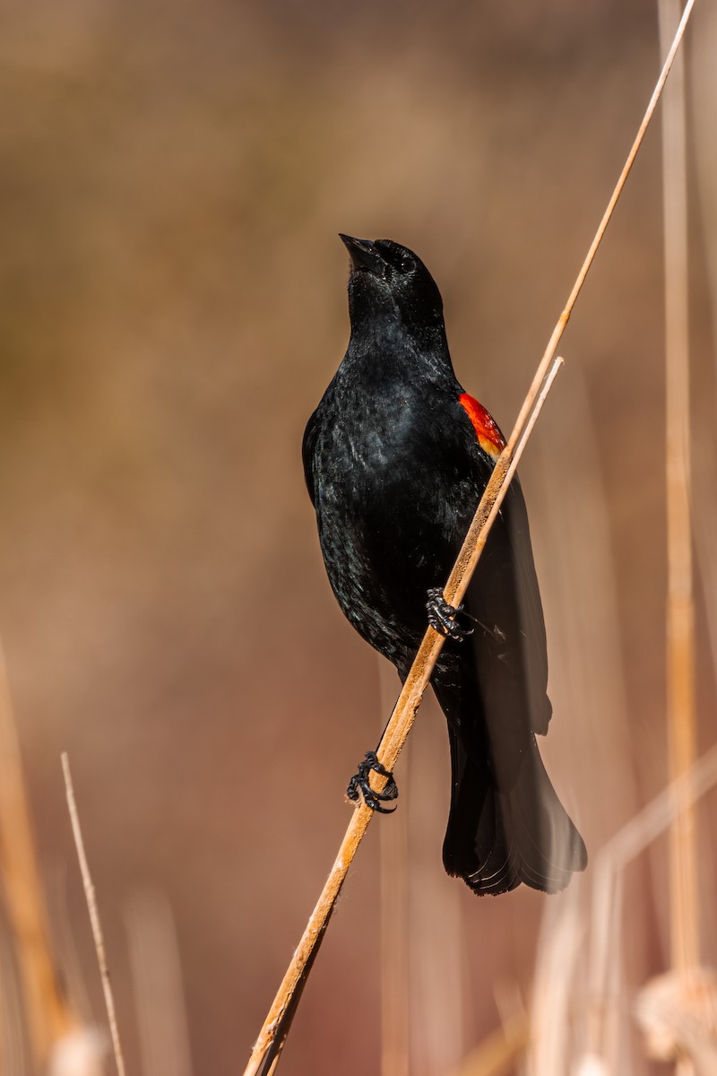 Al Kanatlı Karatavuk - ML635547117