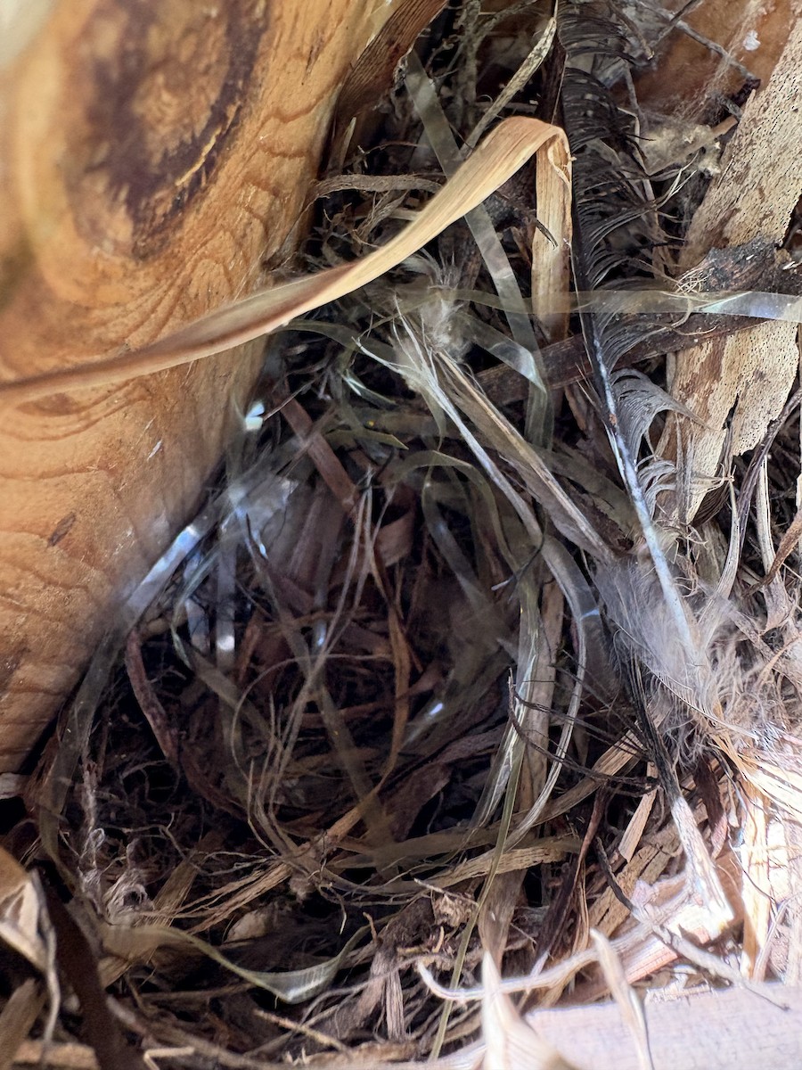 Northern House Wren (Northern) - ML635547173