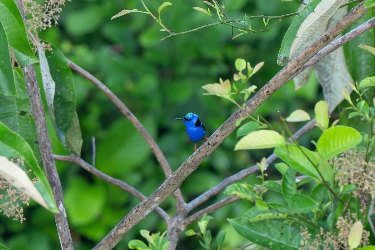 Red-legged Honeycreeper - ML635547206
