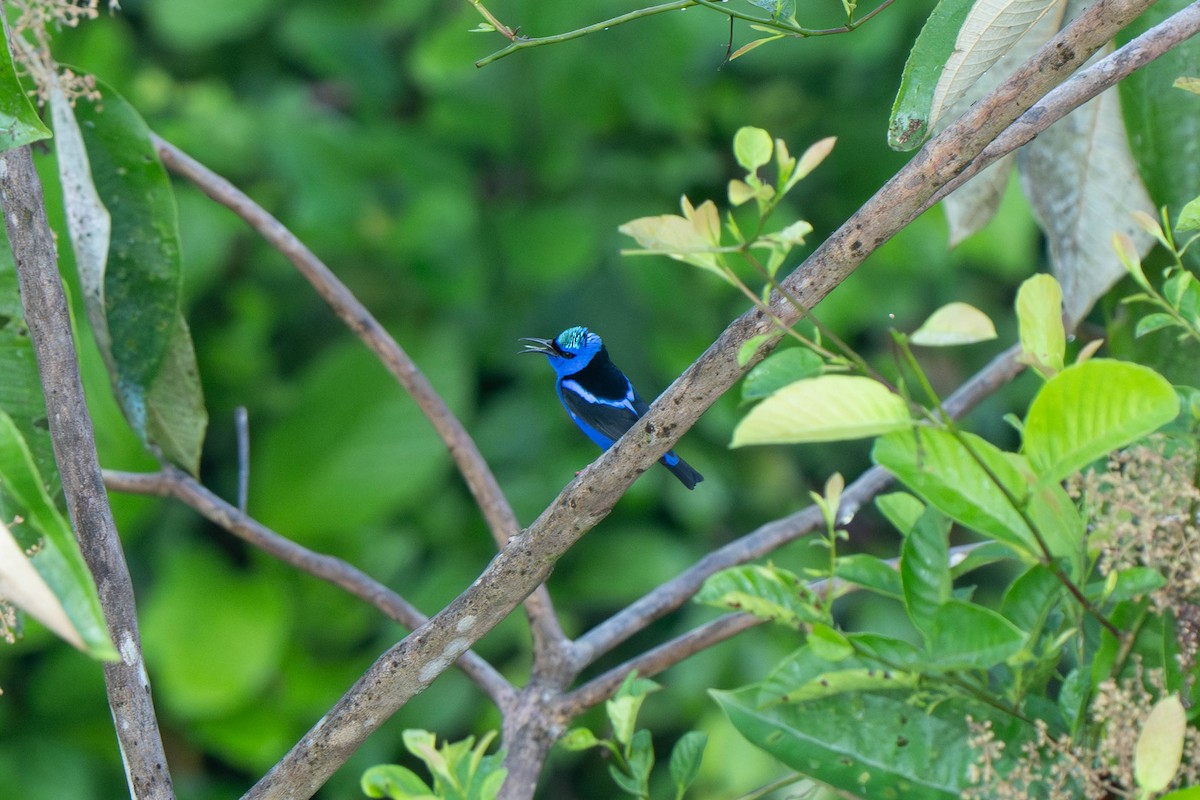 Red-legged Honeycreeper - ML635547207