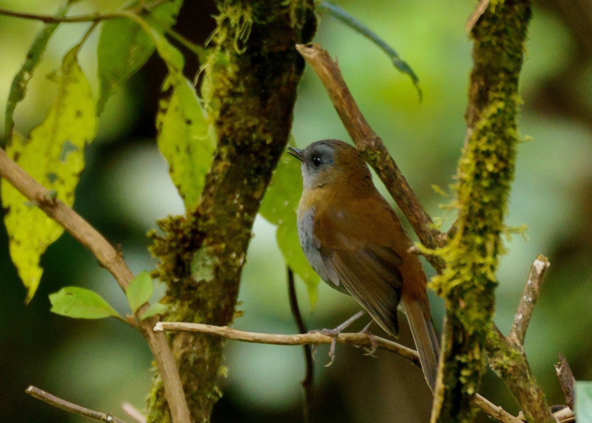 Black-billed Nightingale-Thrush - ML635547326