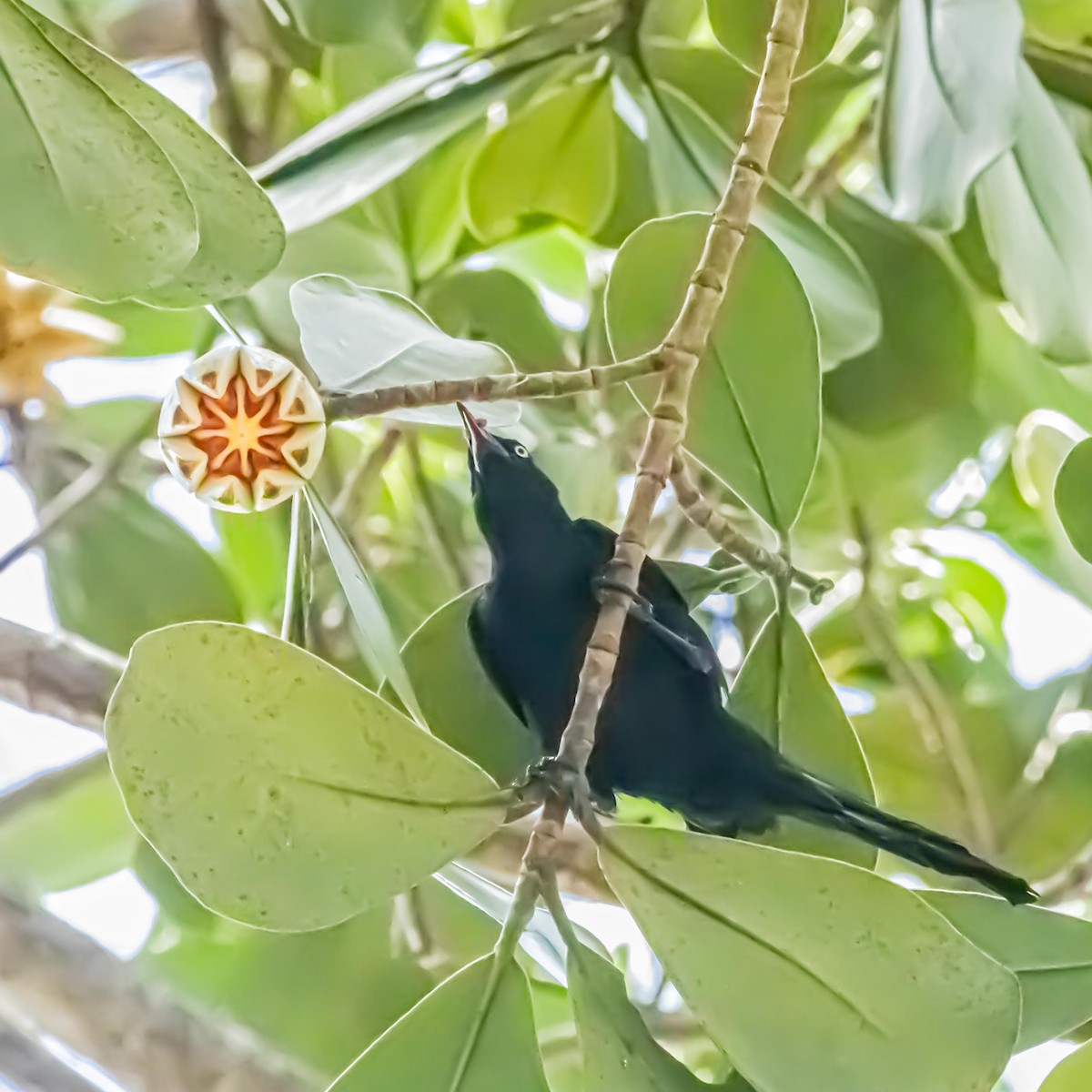 Greater Antillean Grackle - ML635547367