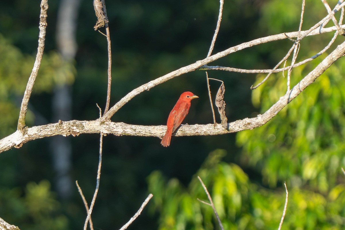 Summer Tanager - ML635547447