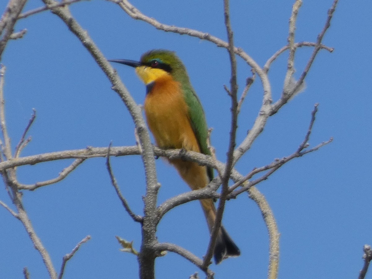 Little Bee-eater - ML635547488