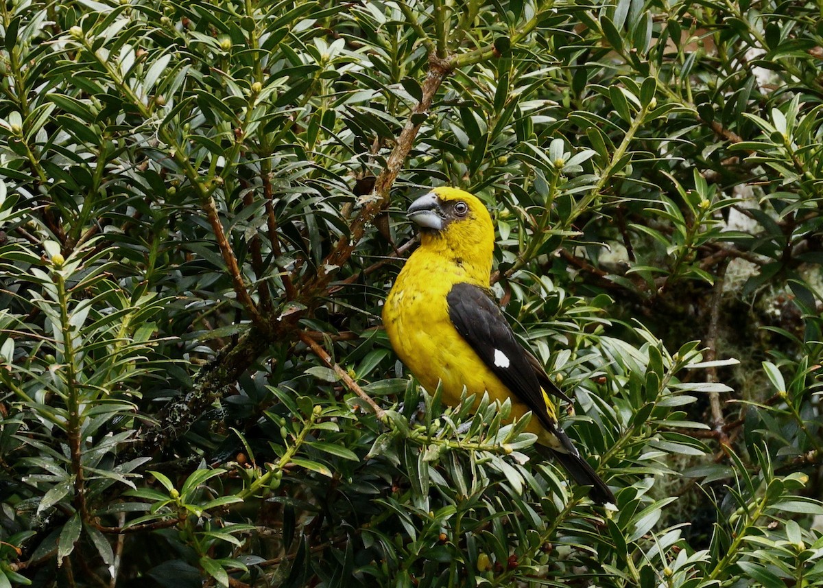 Black-thighed Grosbeak - ML635547519