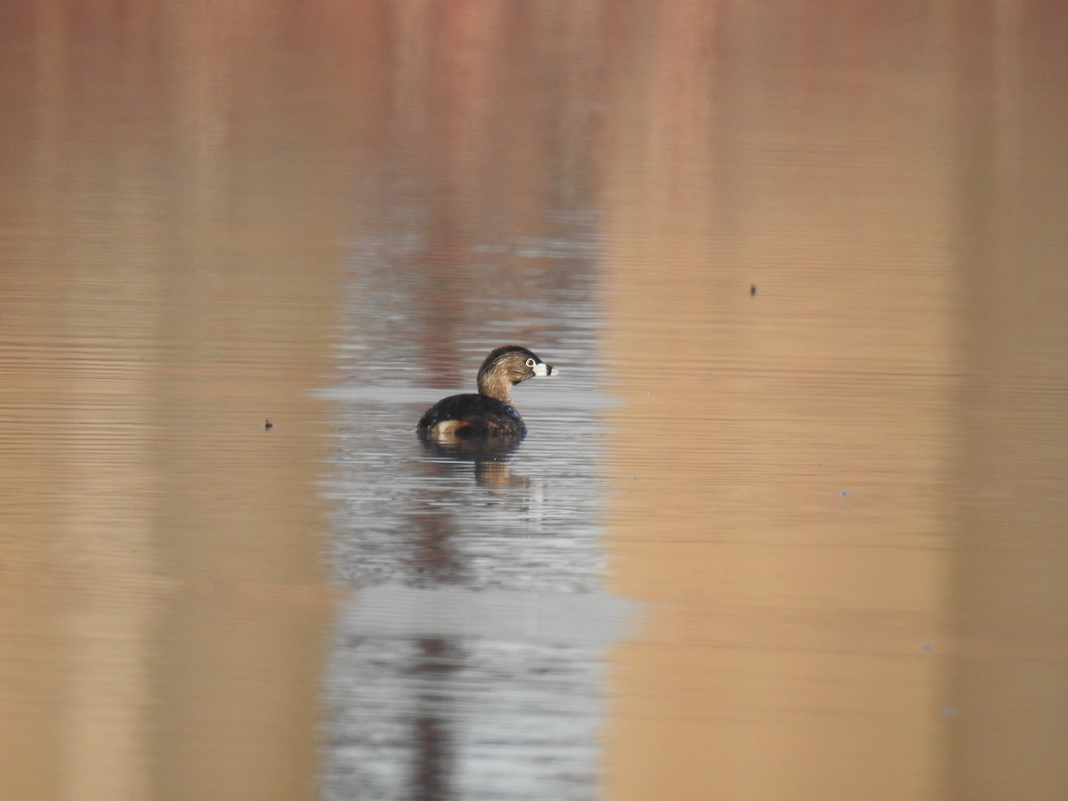 Pied-billed Grebe - ML635547531