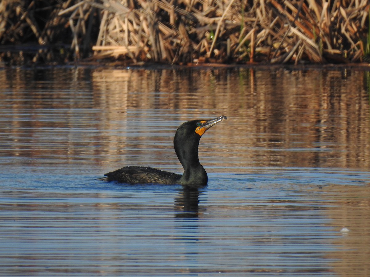 Double-crested Cormorant - ML635547535