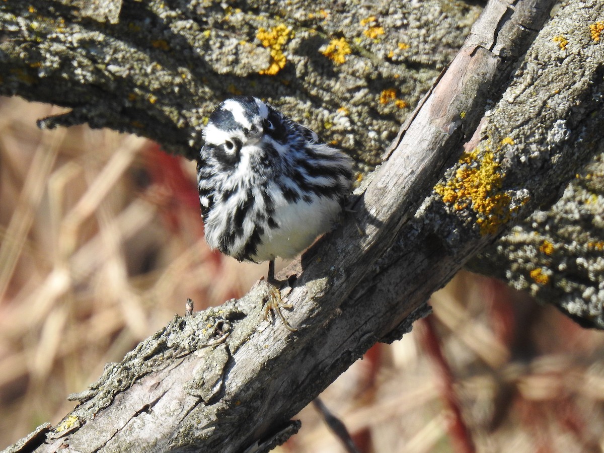 Black-and-white Warbler - ML635547585