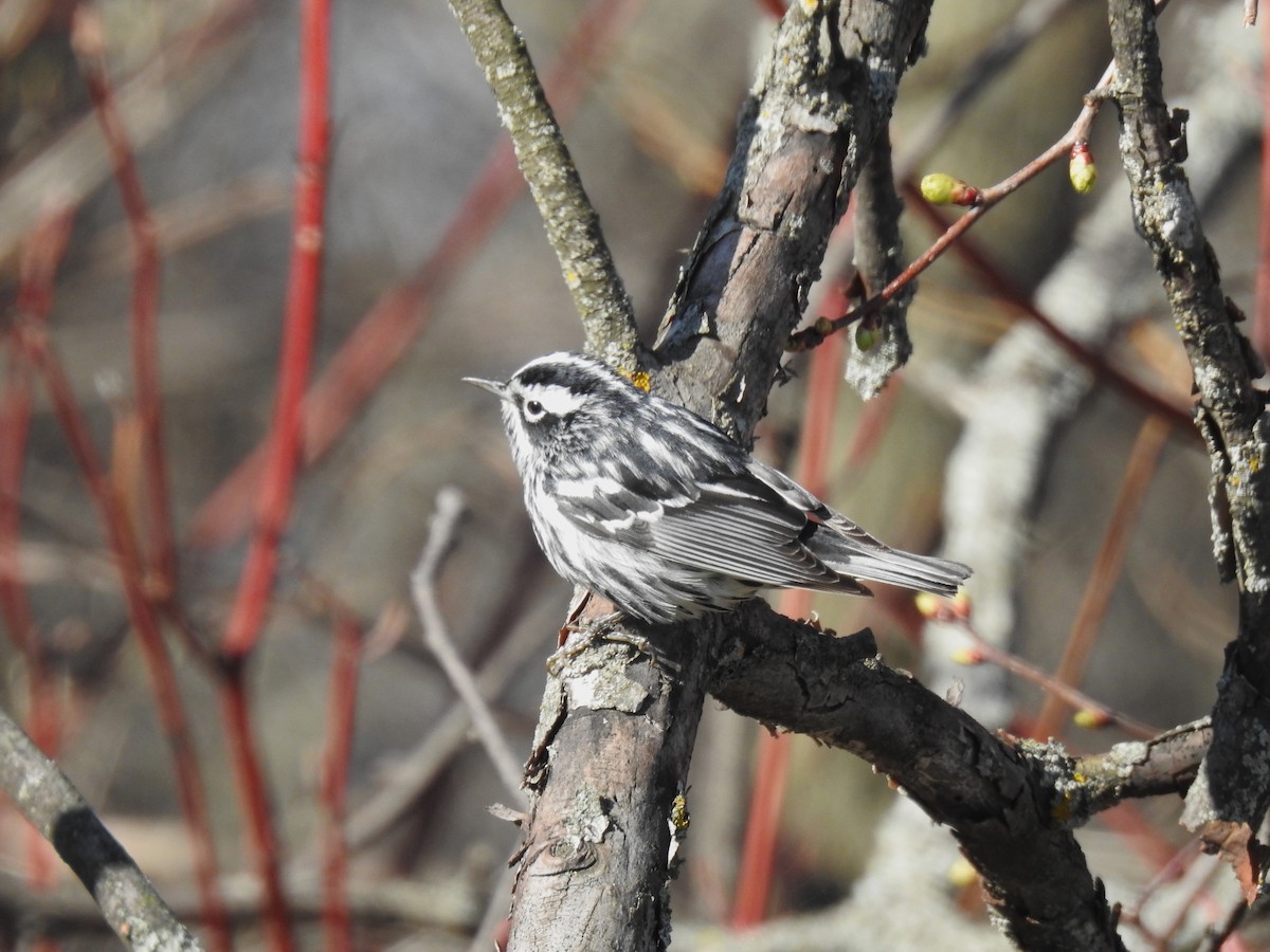 Black-and-white Warbler - ML635547586