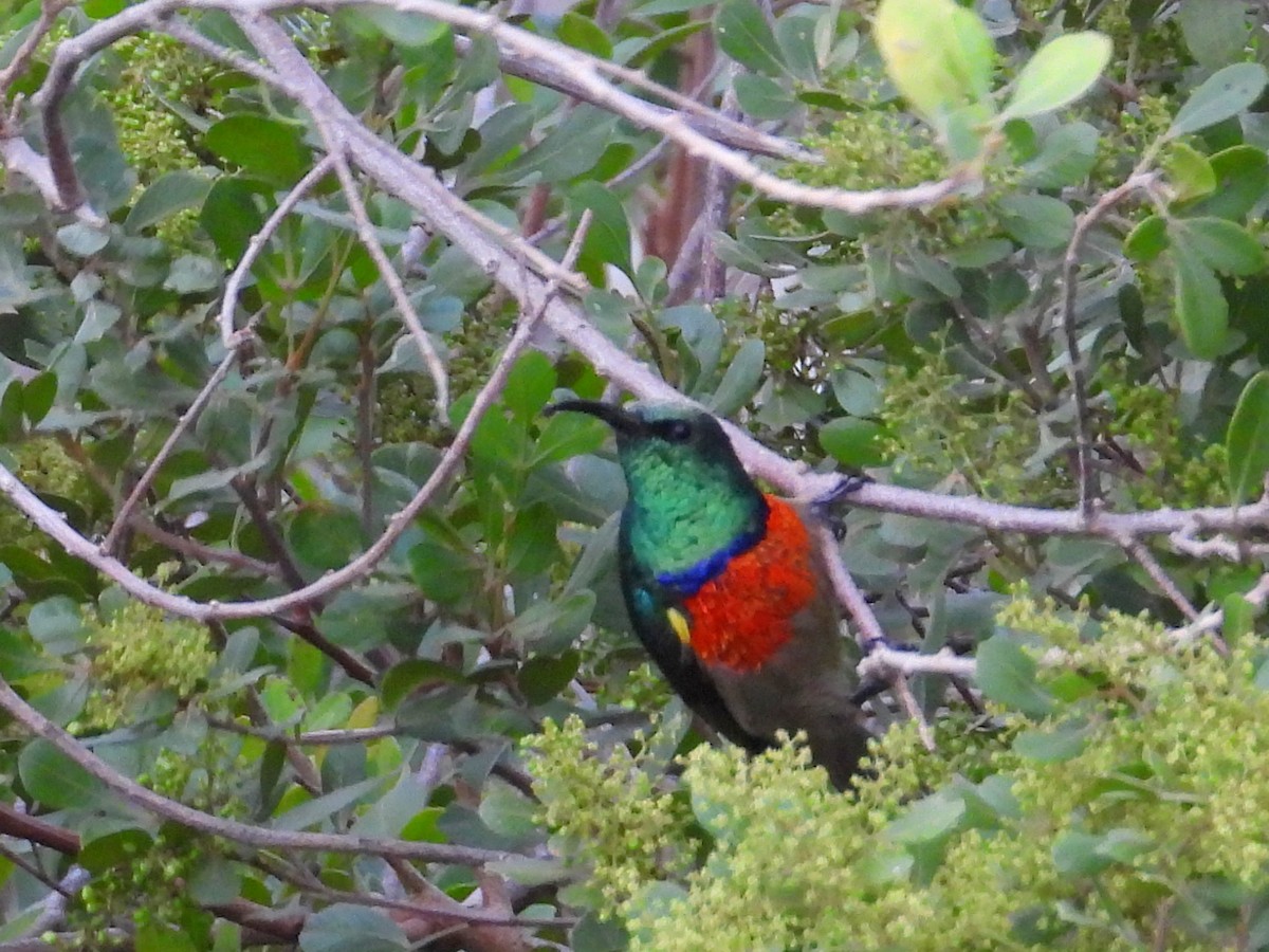 Greater Double-collared Sunbird - ML635547617