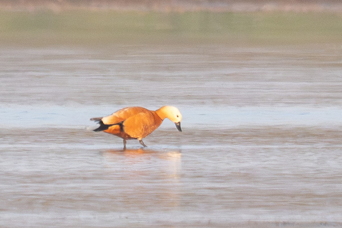Ruddy Shelduck - ML635547635