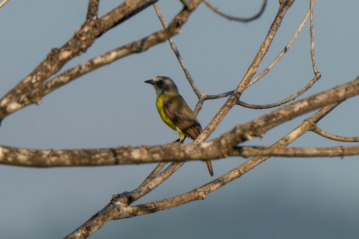 Gray-capped Flycatcher - ML635547643