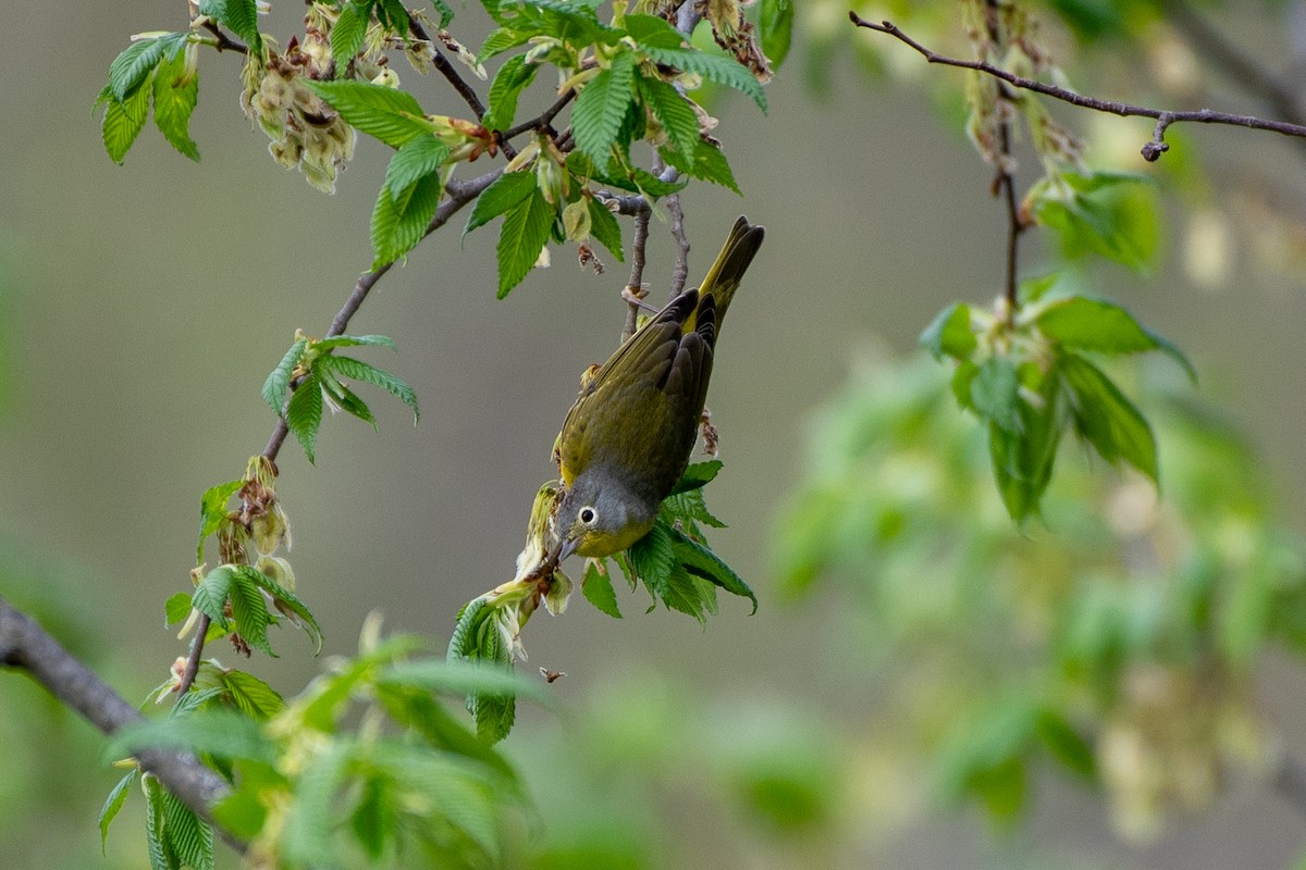 Nashville Warbler - ML635547656