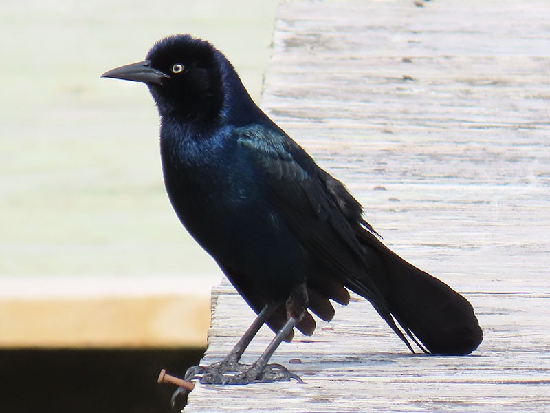 Boat-tailed Grackle - ML635547658