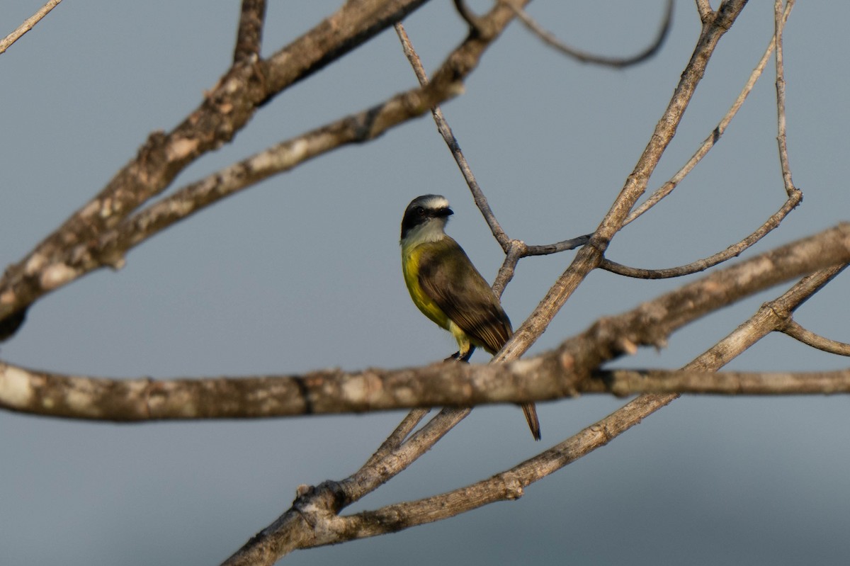 Gray-capped Flycatcher - ML635547667