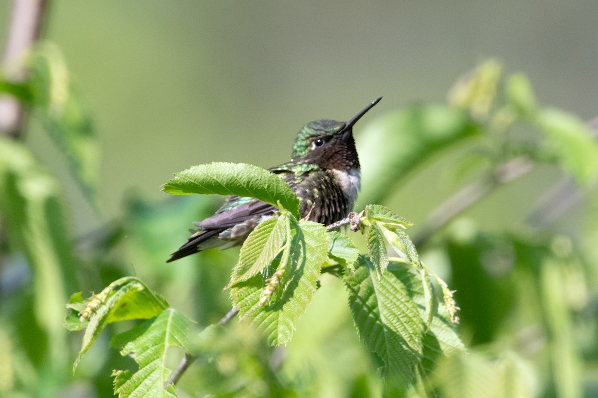 Ruby-throated Hummingbird - ML635547714