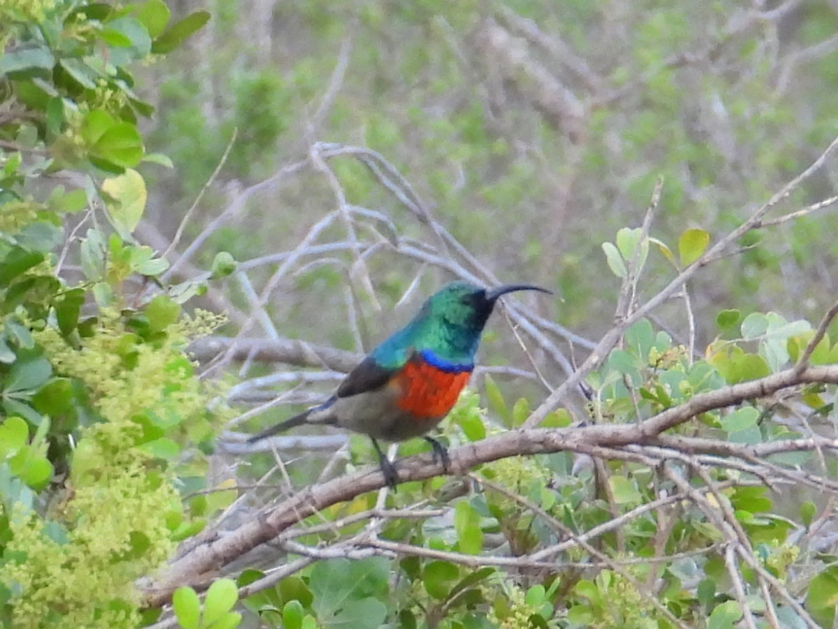 Greater Double-collared Sunbird - ML635547743