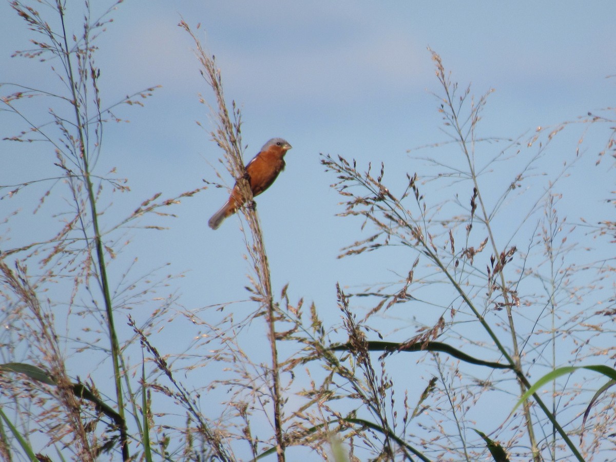 Rufous-rumped Seedeater - ML635547752