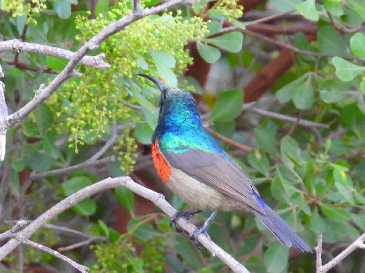 Greater Double-collared Sunbird - ML635547767