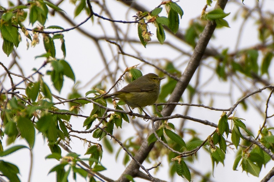 Orange-crowned Warbler - ML635547781
