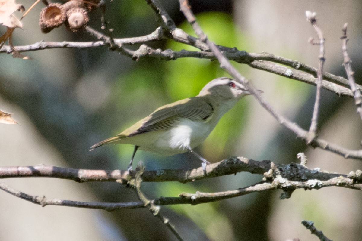Vireo begigorria - ML635547785