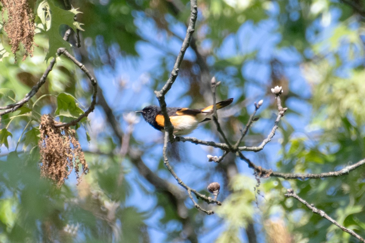 American Redstart - ML635547812