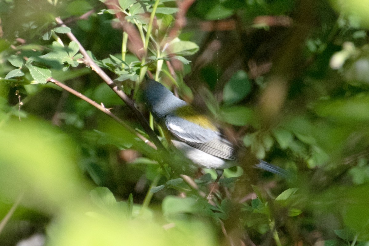 Northern Parula - ML635547835