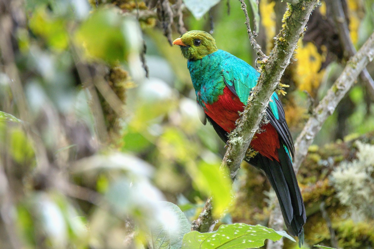 Golden-headed Quetzal - ML635547841