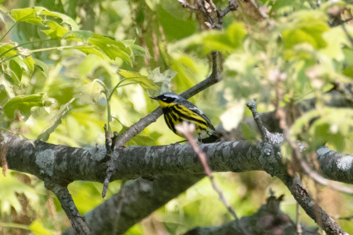 Magnolia Warbler - ML635547844