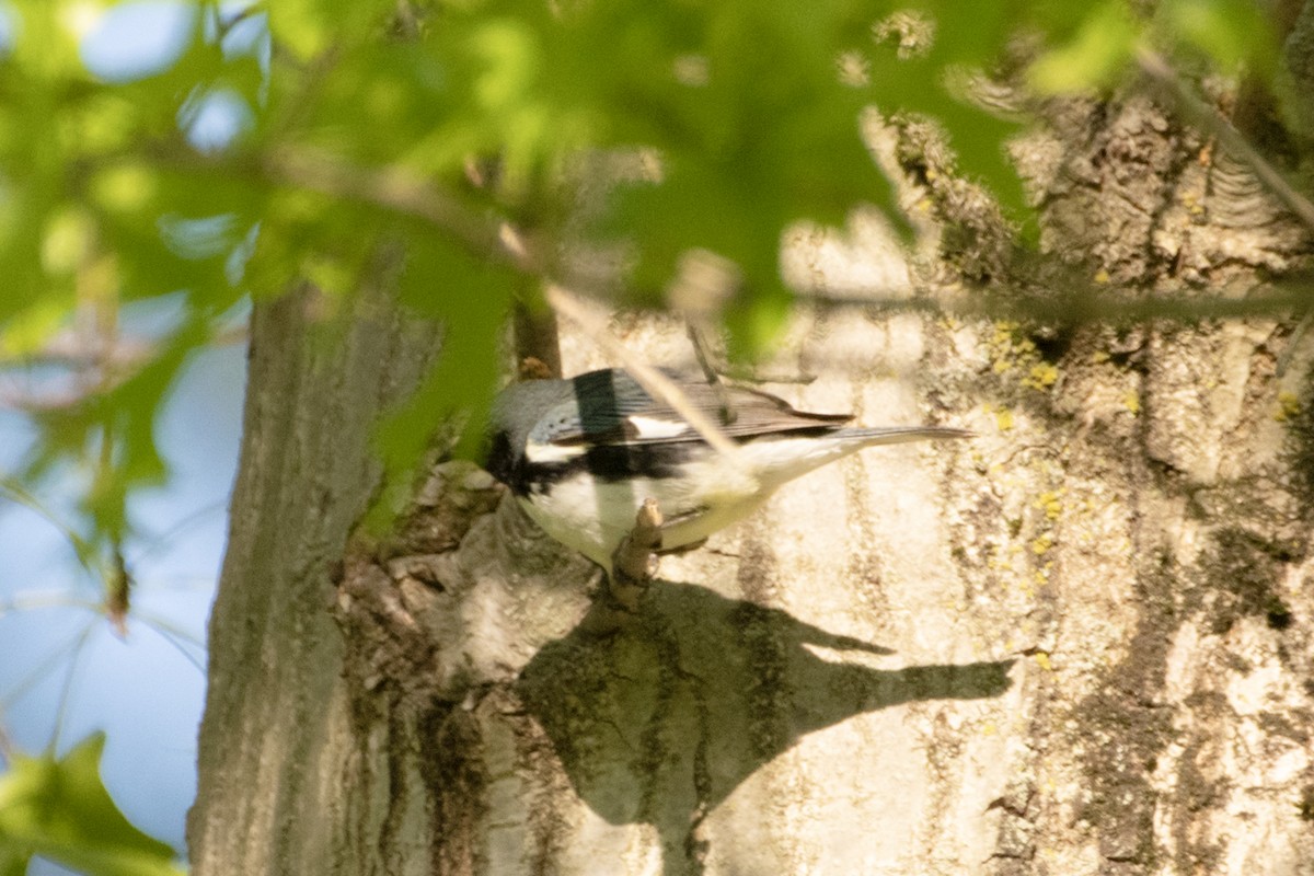 Black-throated Blue Warbler - ML635547875