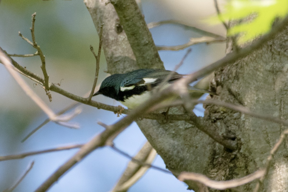 Black-throated Blue Warbler - ML635547876