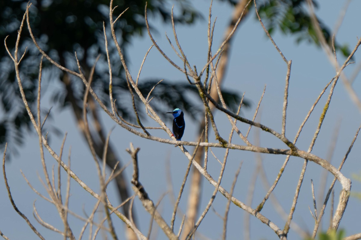 Red-legged Honeycreeper - ML635547877