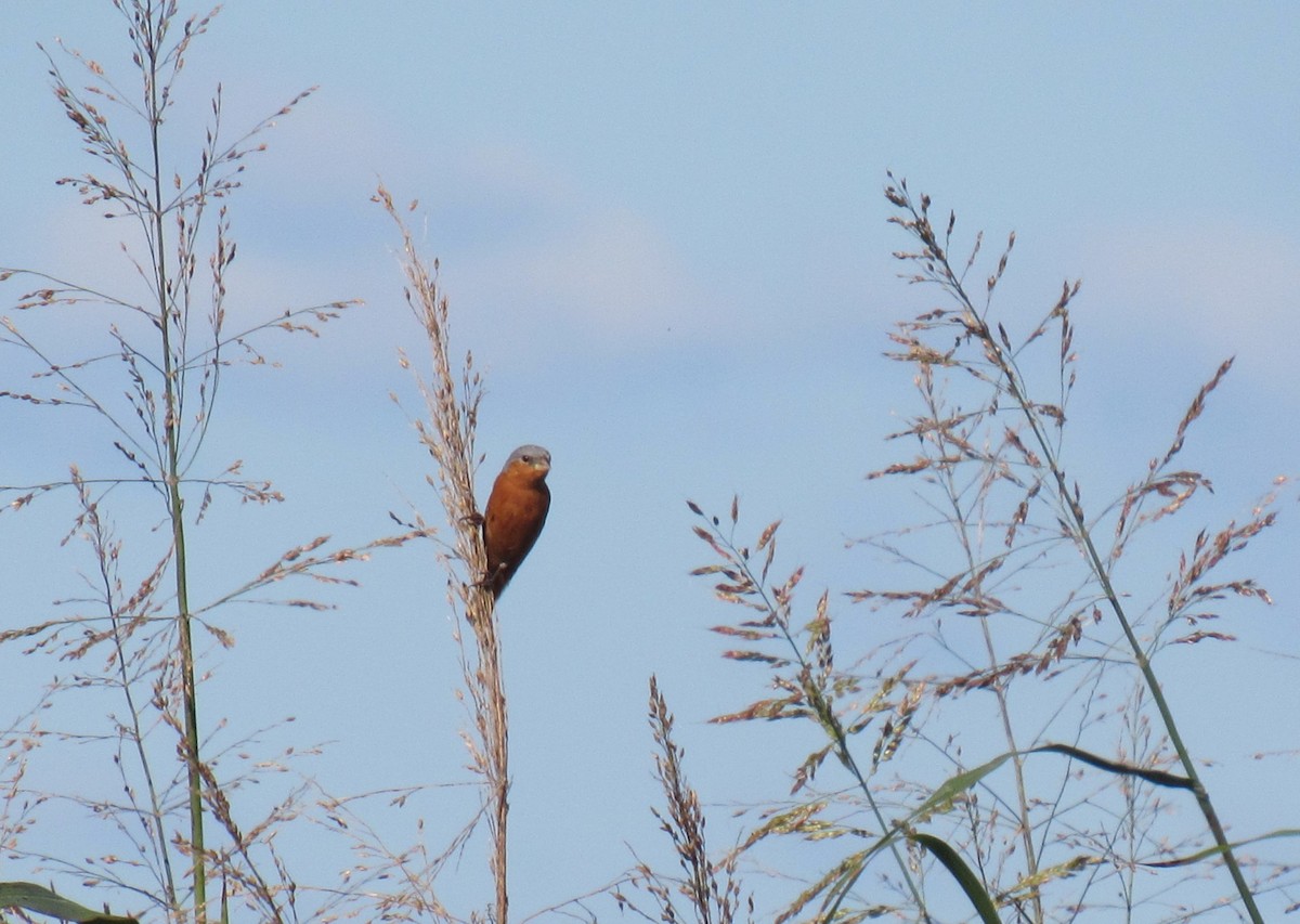 Rufous-rumped Seedeater - ML635547878