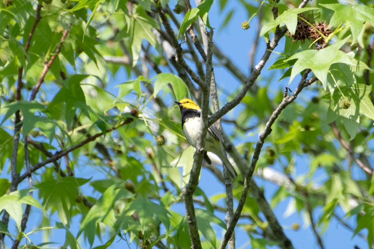 Black-throated Green Warbler - ML635547886
