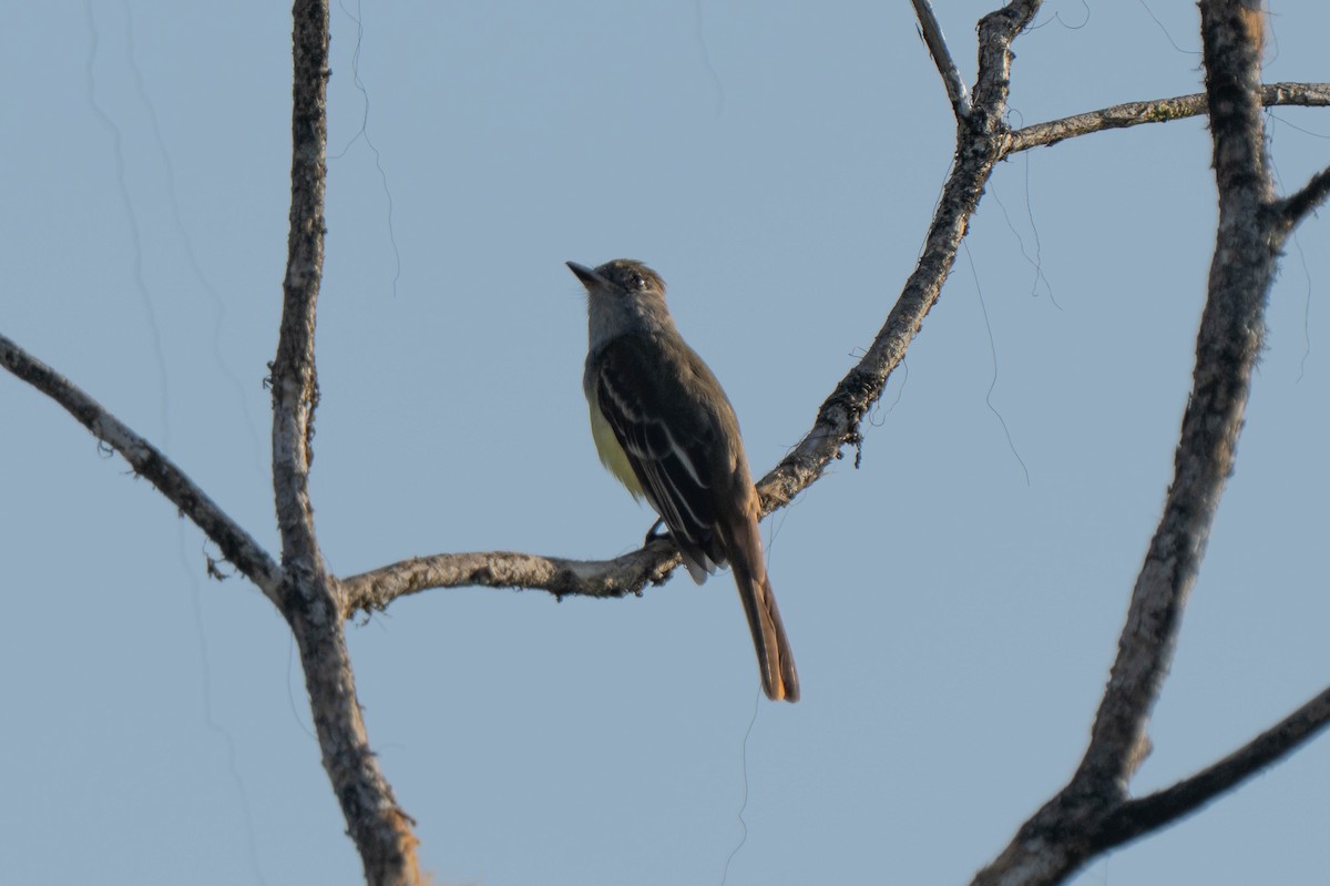Great Crested Flycatcher - ML635547928