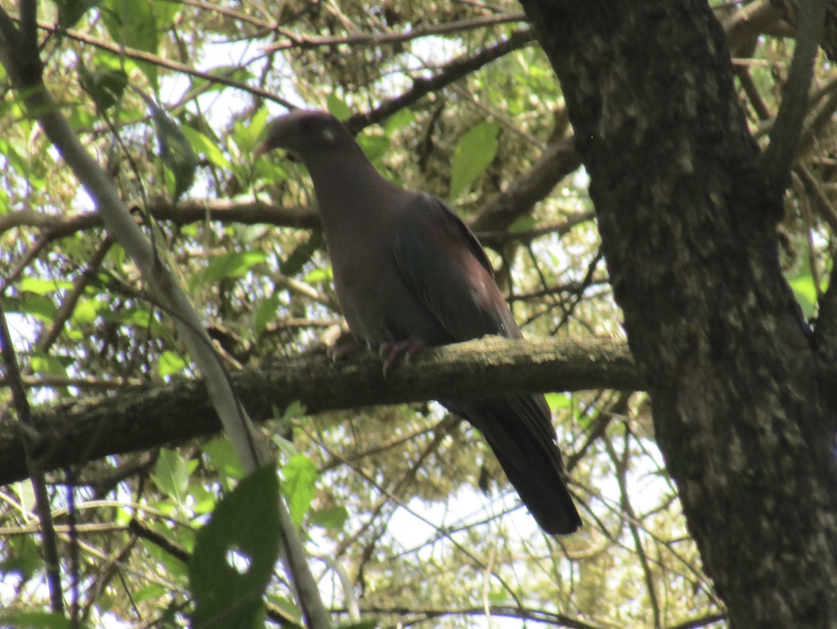 Red-billed Pigeon - ML635547931