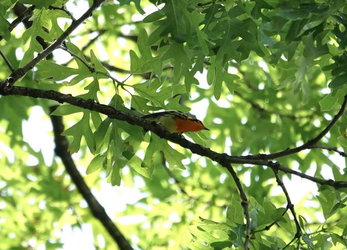 Blackburnian Warbler - ML635547939