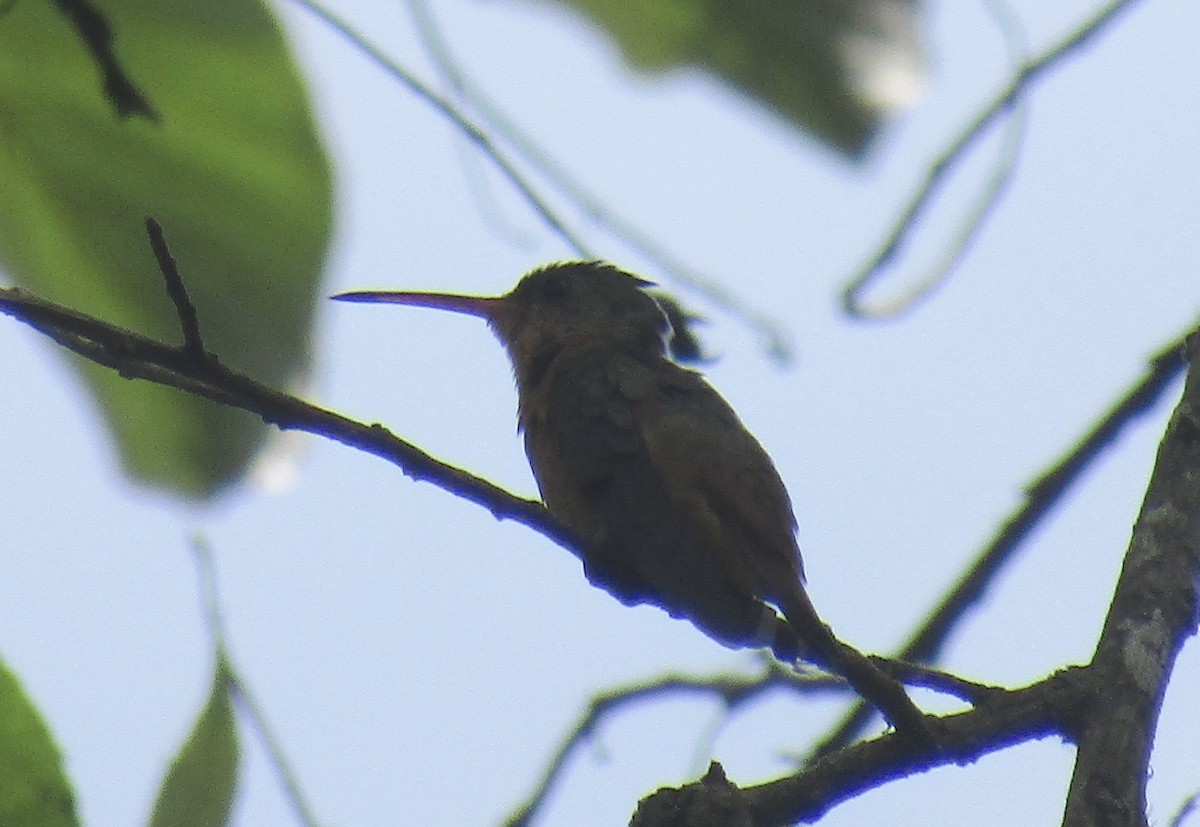 Cinnamon Hummingbird - ML635547945