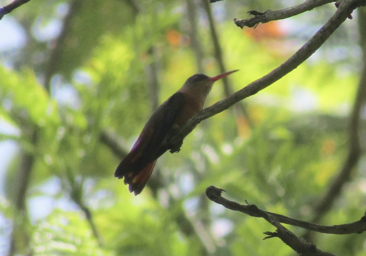 Cinnamon Hummingbird - ML635547946