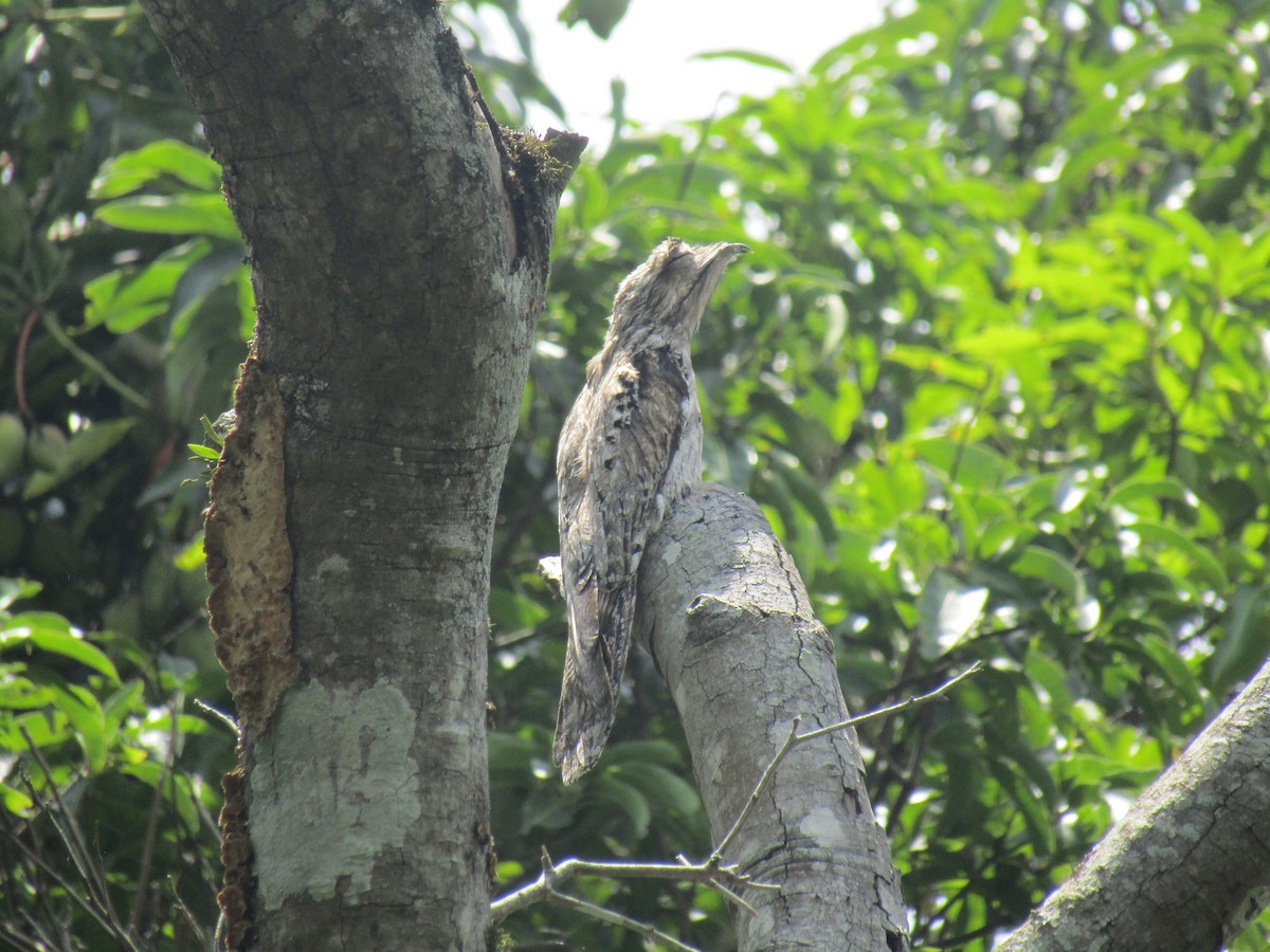 Northern Potoo - ML635547959