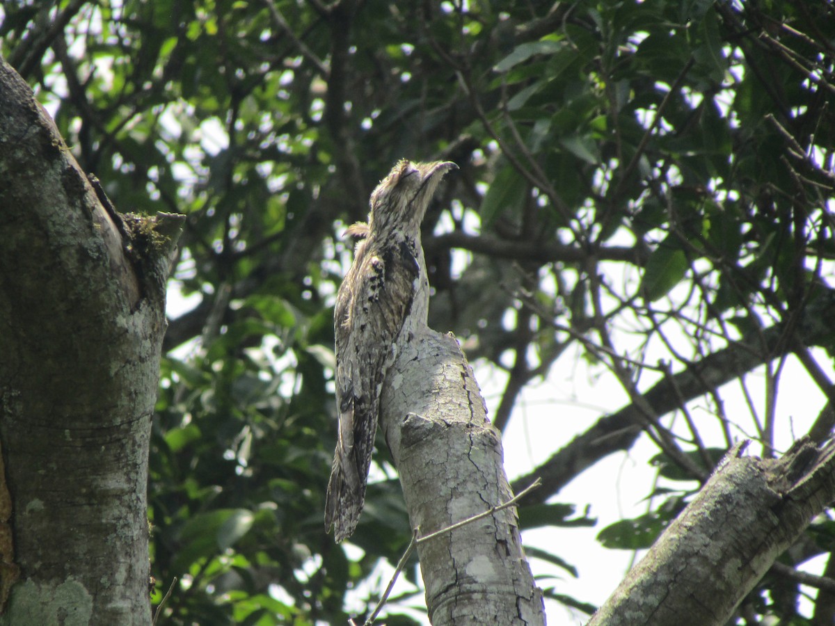 Northern Potoo - ML635547960