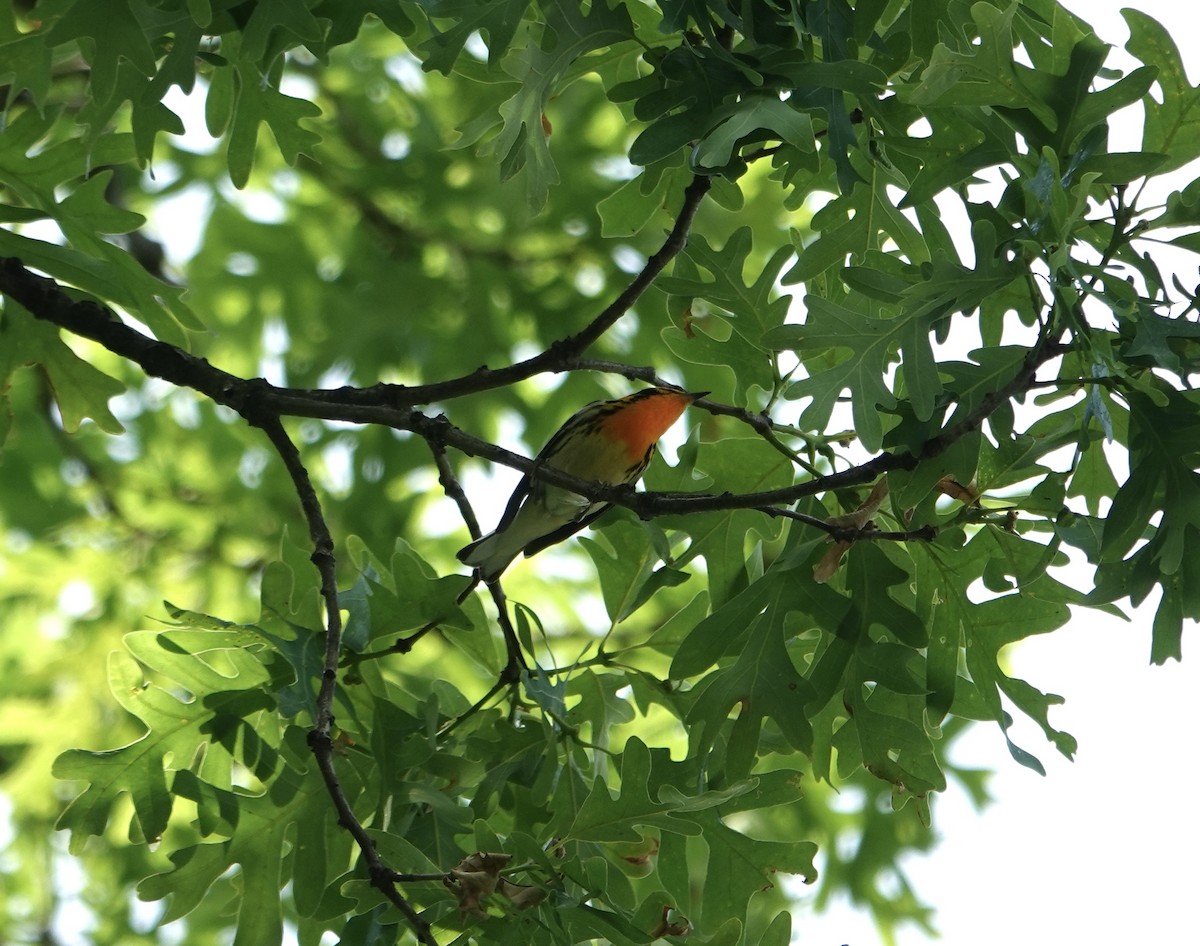 Blackburnian Warbler - ML635547985
