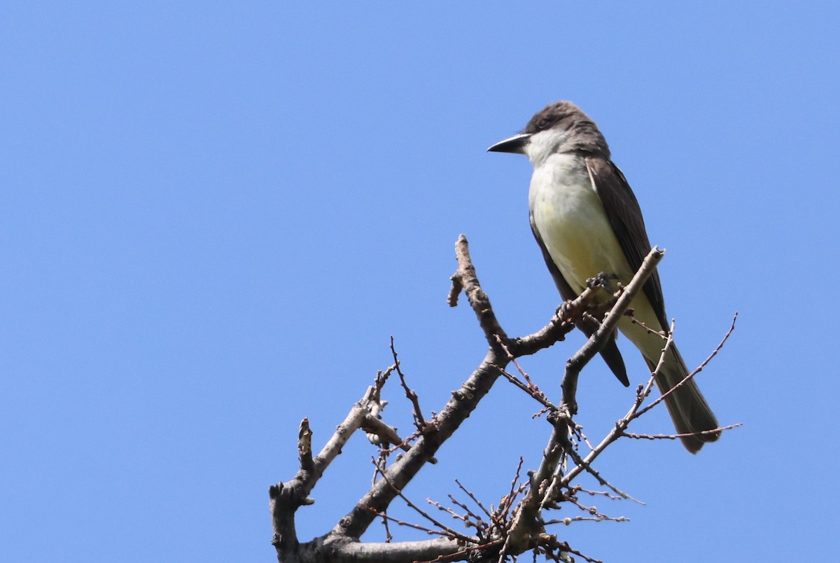 Thick-billed Kingbird - ML635548030