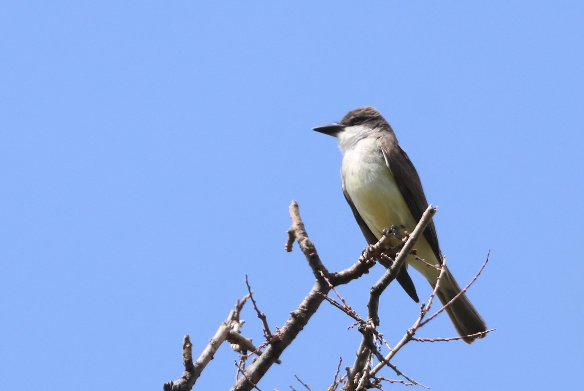 Thick-billed Kingbird - ML635548035