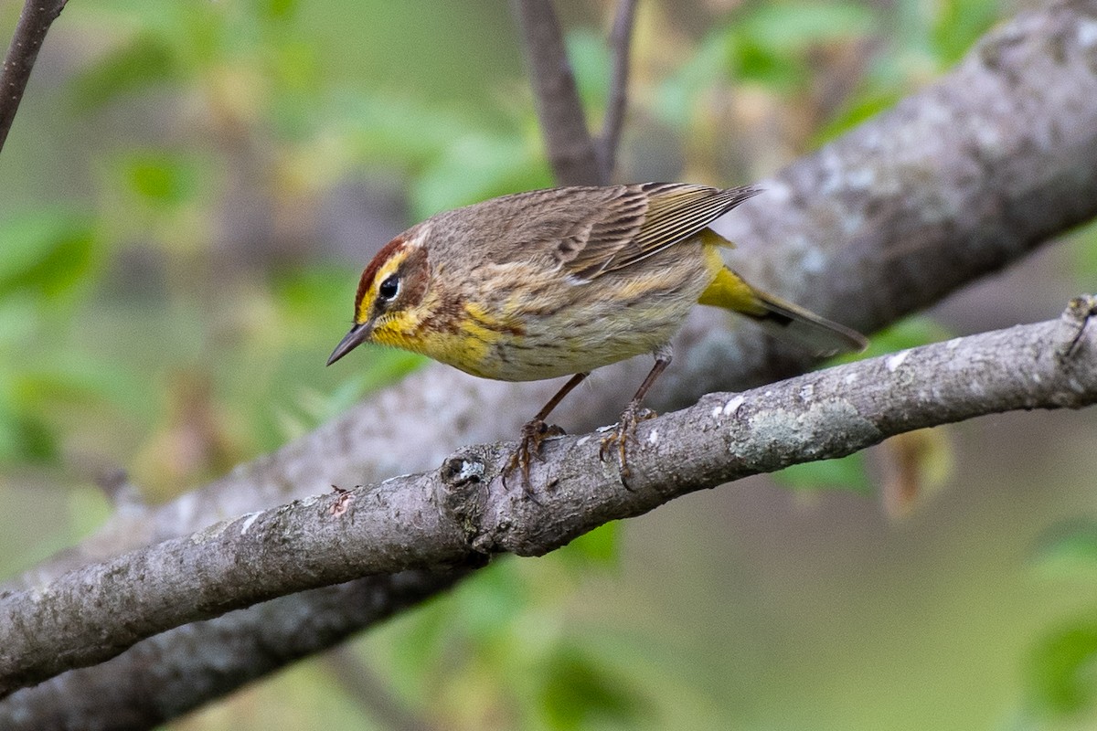 Palm Warbler - ML635548037